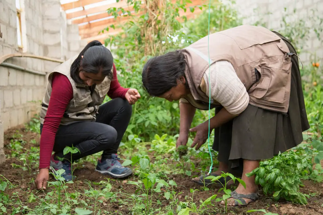 Proyecto de alimentación