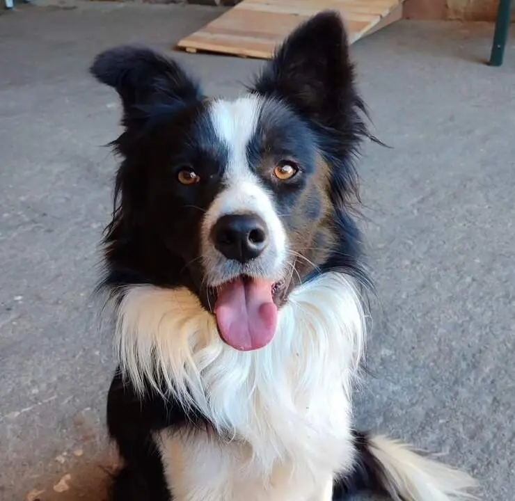 Jack, perro desaparecido