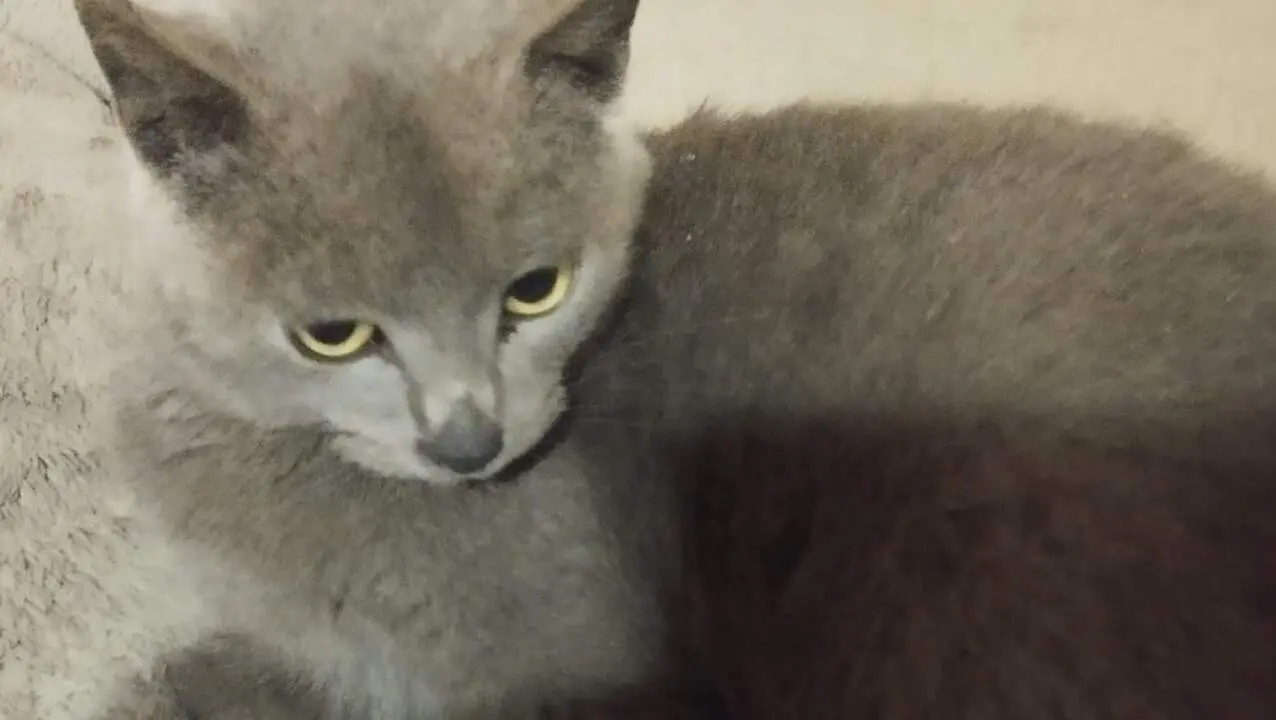 Gato perdido