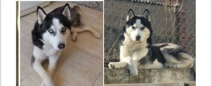 Perro robado