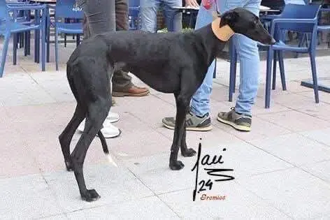 Perra de Competición robada