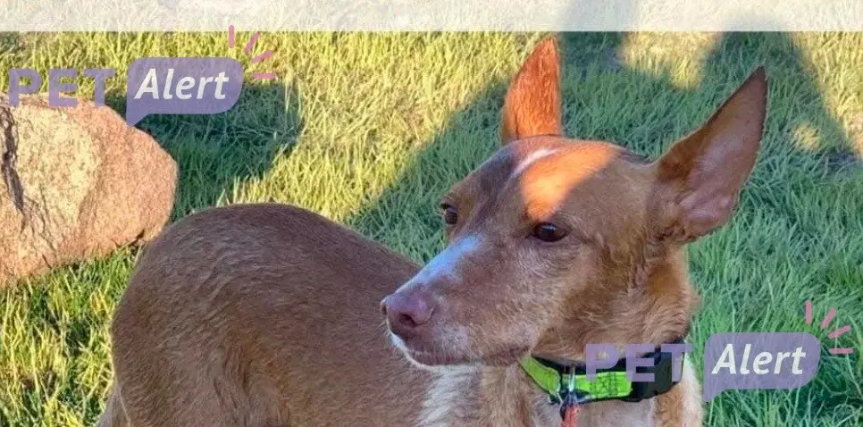 Perro perdido