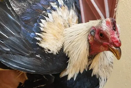 Gallos perdidos Soria