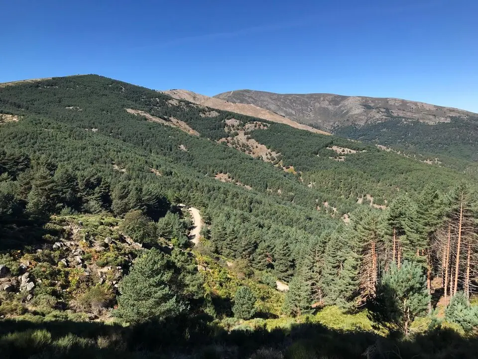 Bosque de CyL
