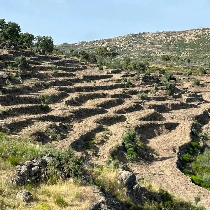 Fermoselle Campo