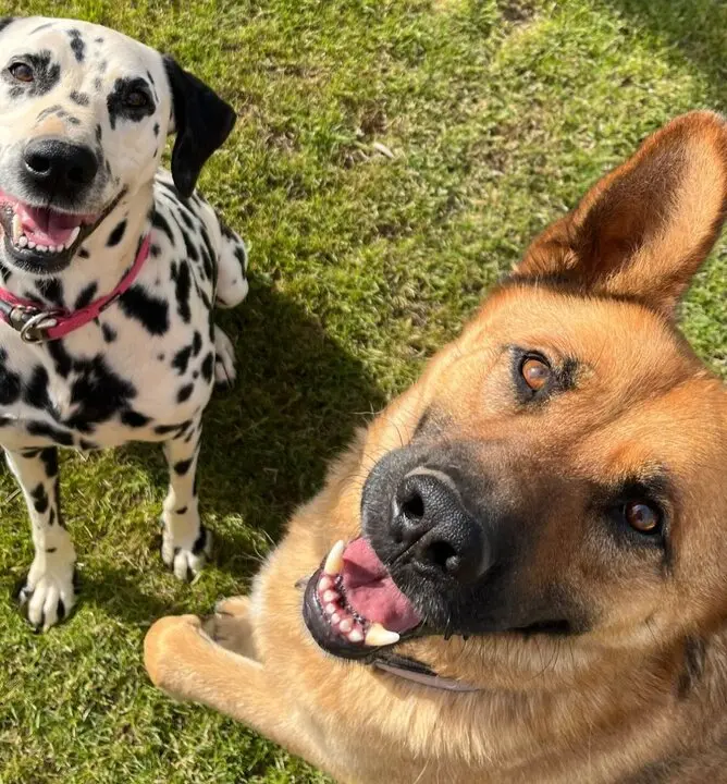 Perros Perdidos Valdeperdices