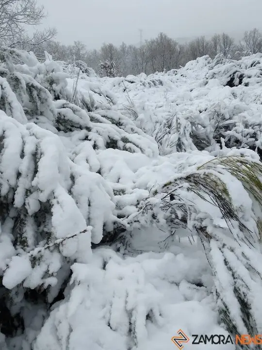nieve Lubián _14