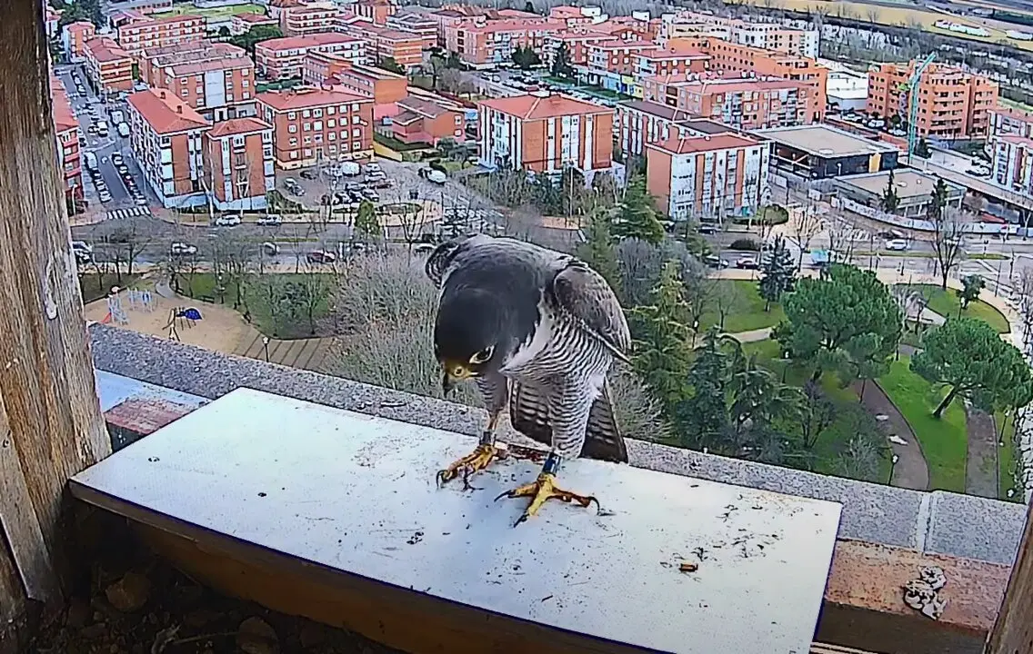 Halcón peregrino