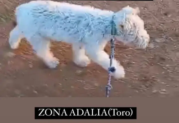Chucky, perro desaparecido Toro