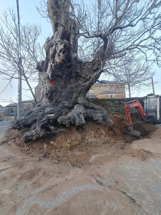 castaño de Vime de sanabria