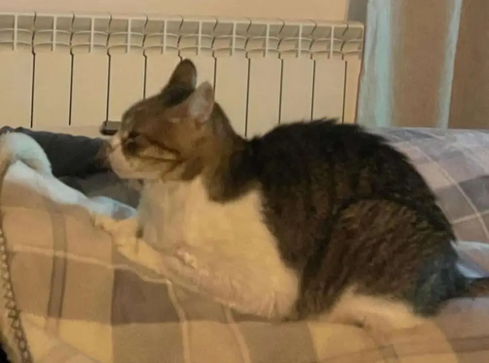 Gato perdido Coreses