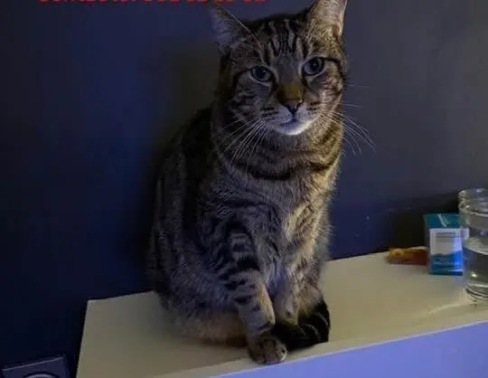 Gato perdido zamora