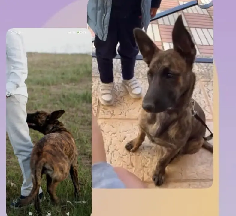 Perro perdido Palacios del Pan