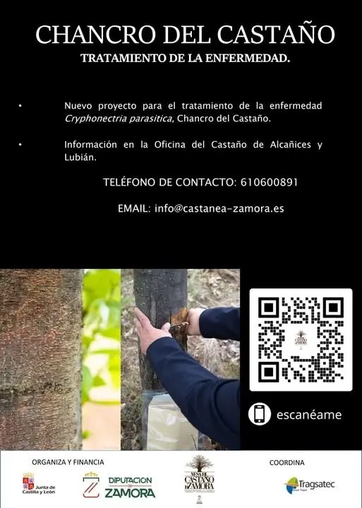 Chancro del Castaño
