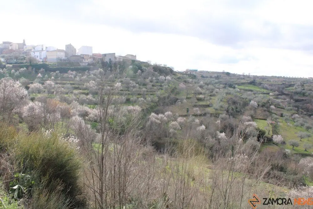 fermoselle almendros en flor _25