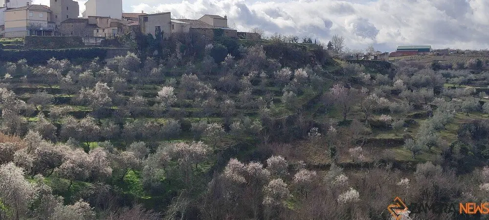fermoselle almendros en flor _3