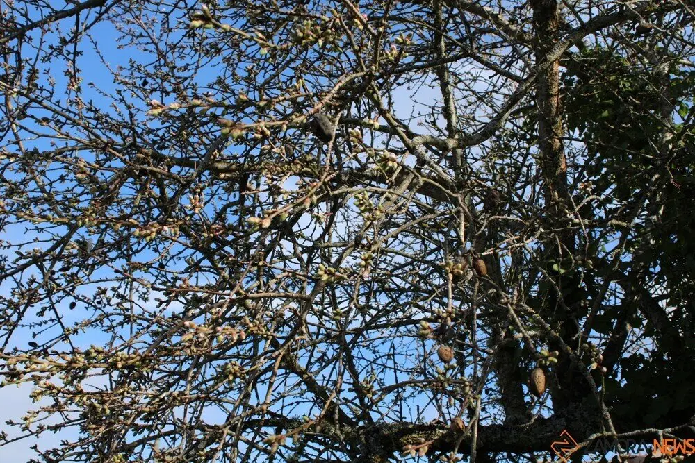 fermoselle almendros en flor _9