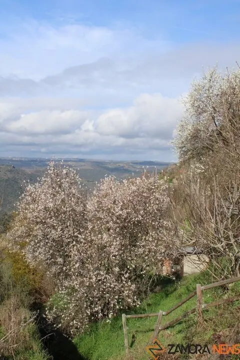 fermoselle almendros en flor _12
