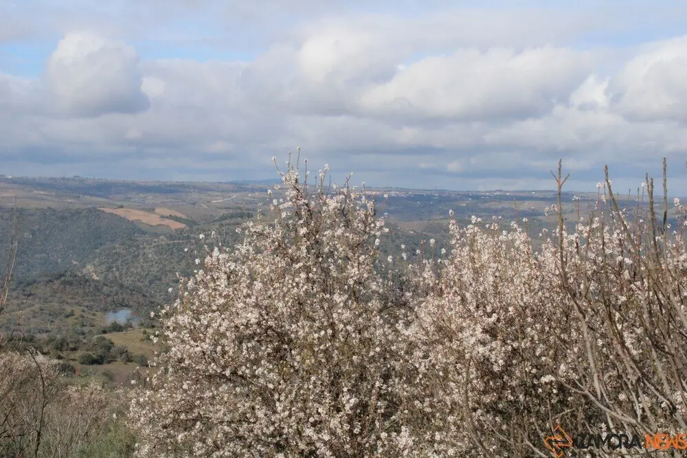 fermoselle almendros en flor _13