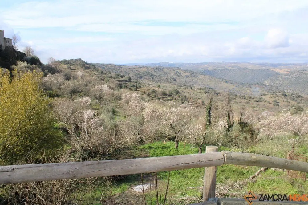 fermoselle almendros en flor _14