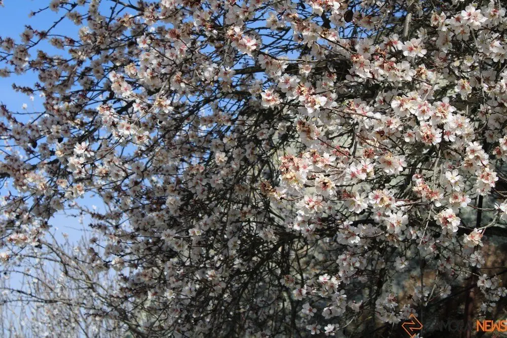 fermoselle almendros en flor _16