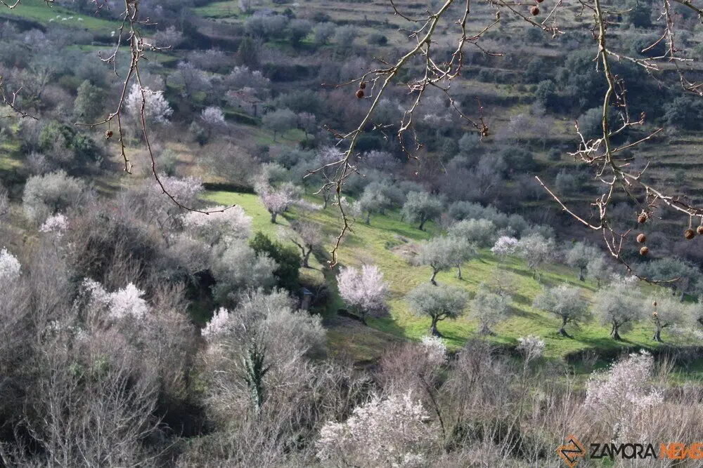 fermoselle almendros en flor _17