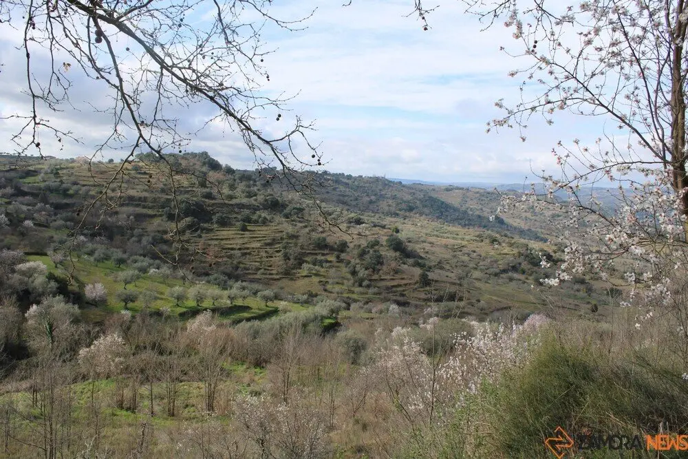 fermoselle almendros en flor _19