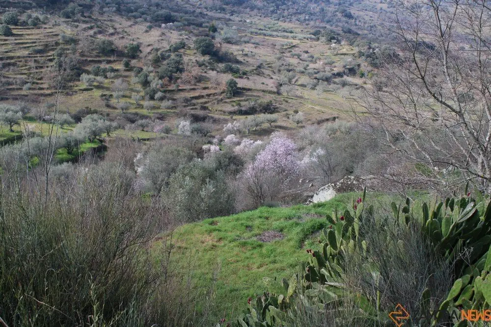 fermoselle almendros en flor _22