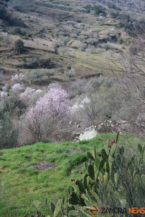 fermoselle almendros en flor _24