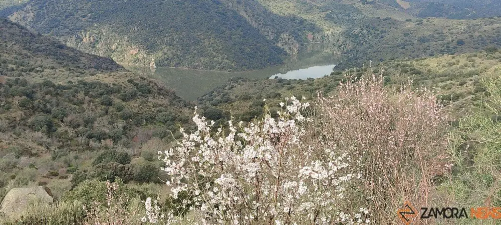 fermoselle almendros en flor _30