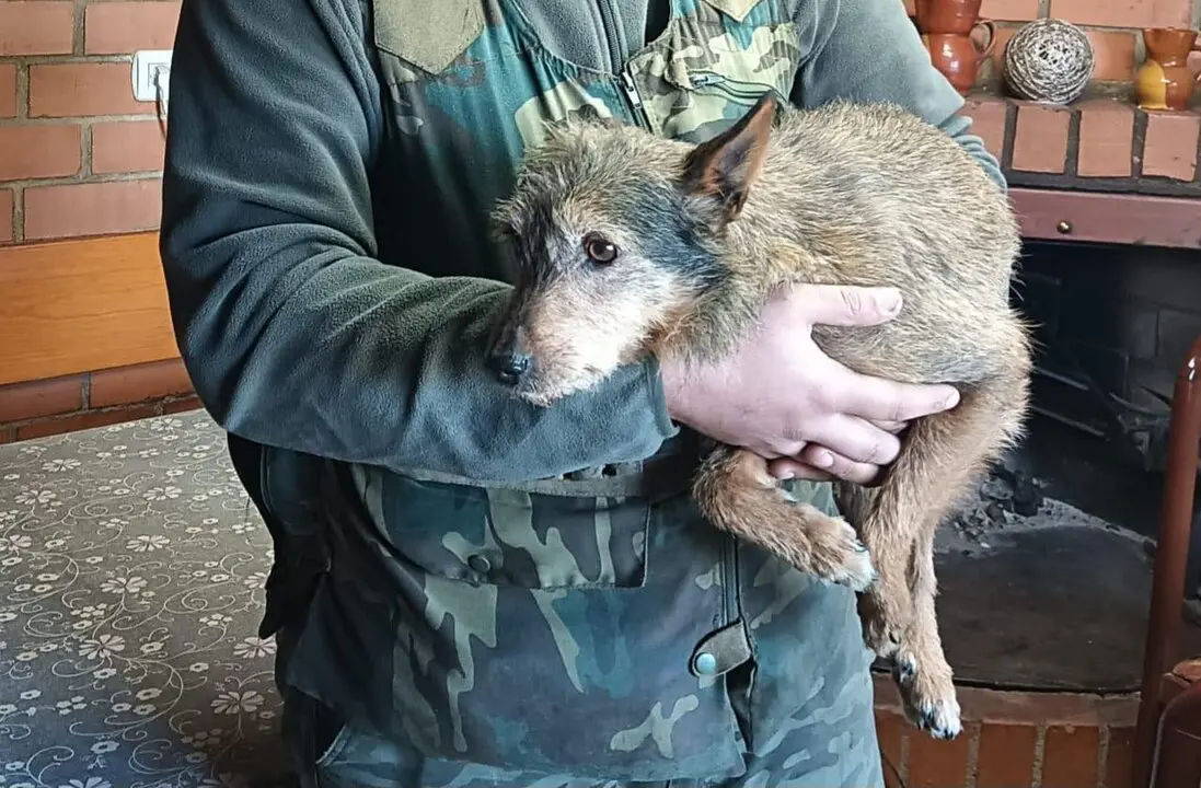 Coli perro desaparecido