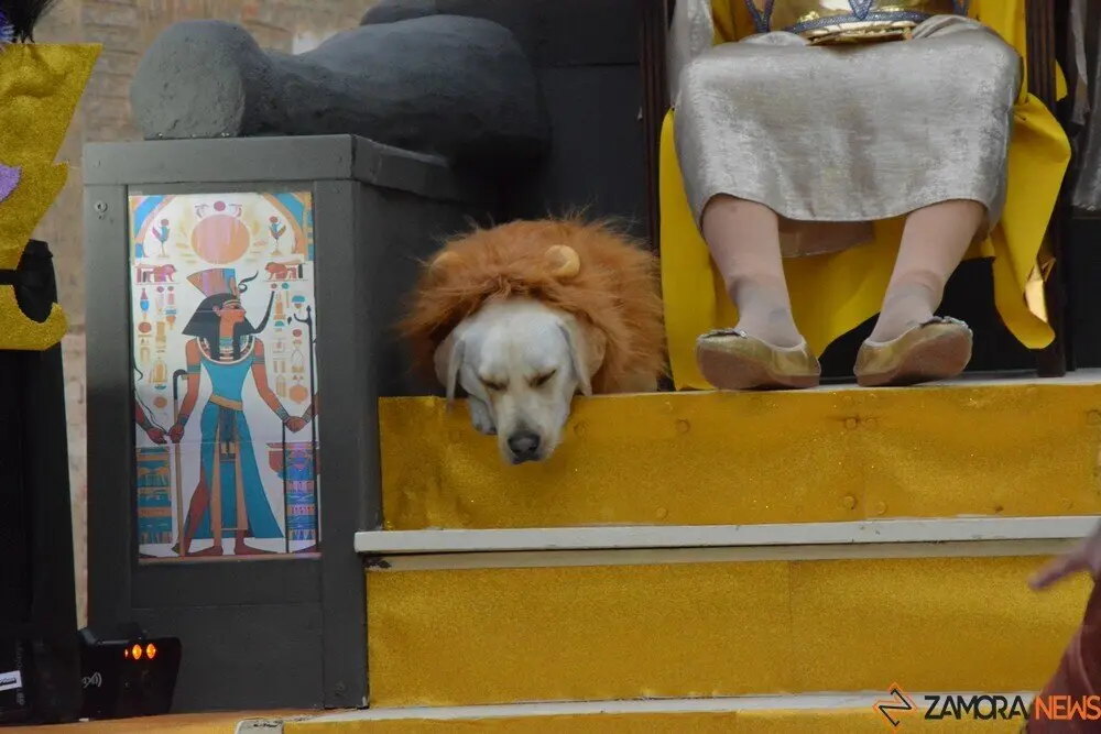 carnaval toro 2025_255