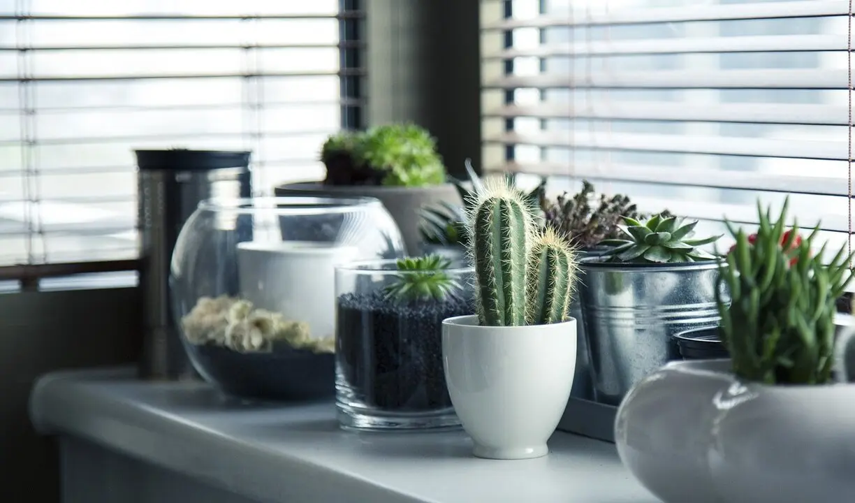 Plantas interior BejarNoticias