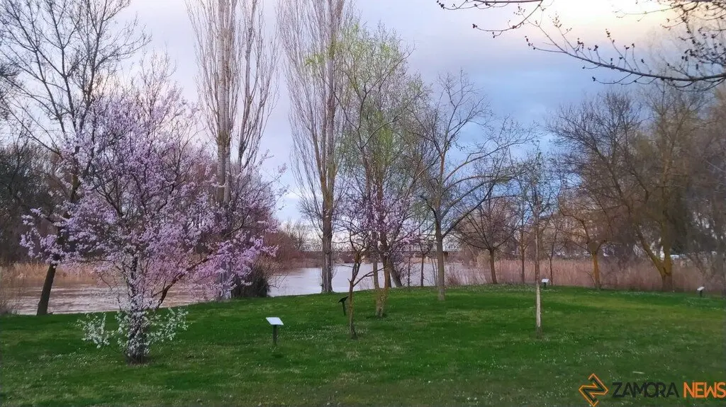 Crecida del Río Duero Zamora_10
