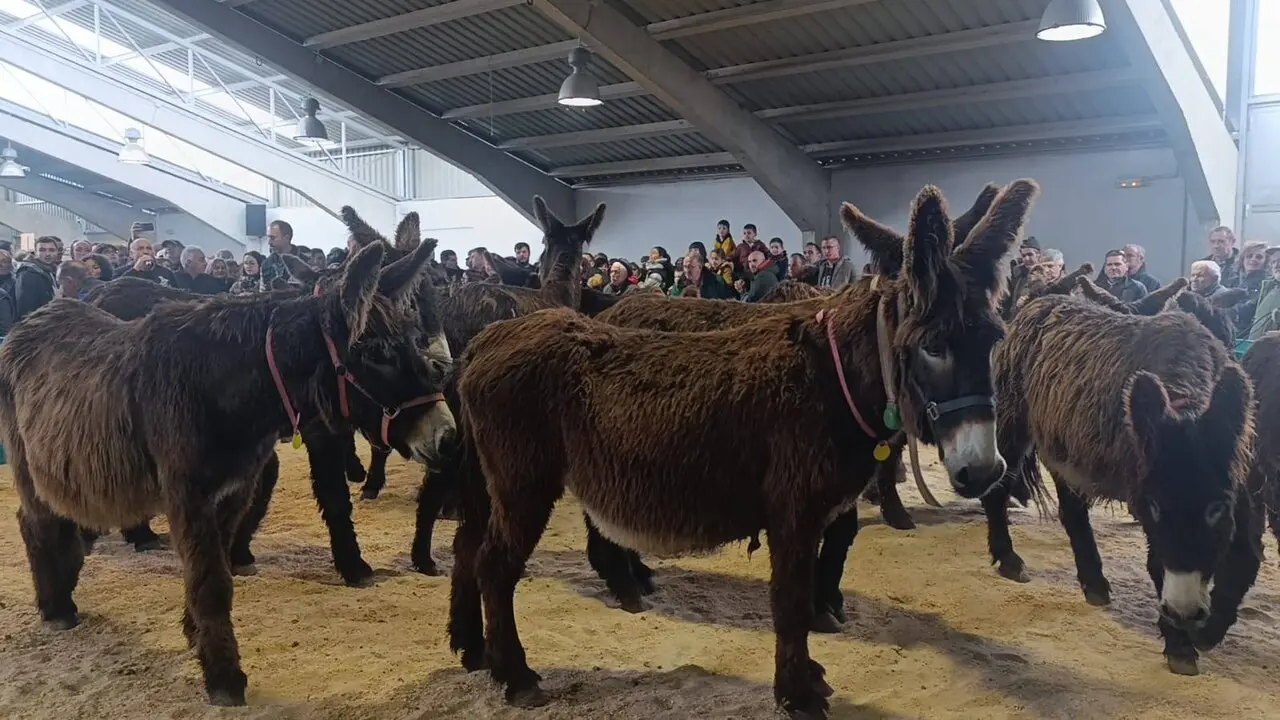 Feria San Vitero
