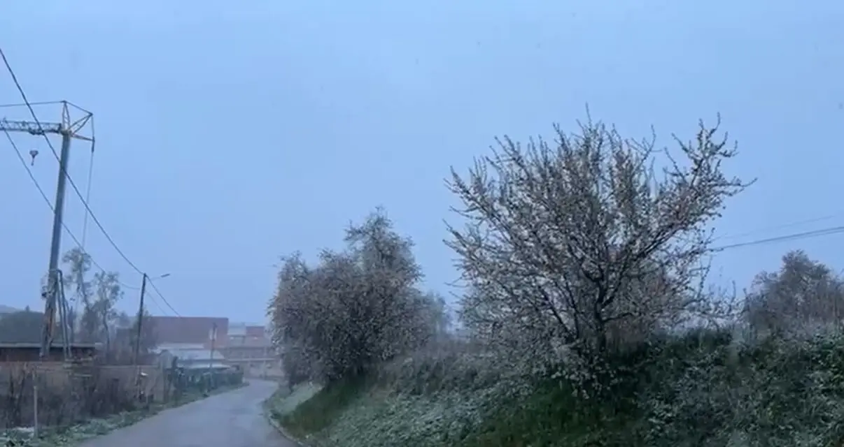 nieve