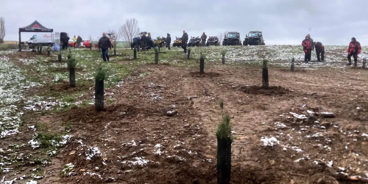 pinos y almendros plantados en Vadillo