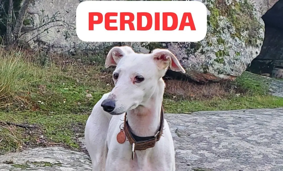 Perra Perdida