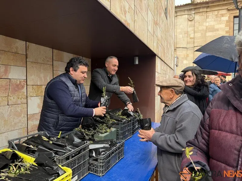 la Diputación de Zamora reparte olivos _4