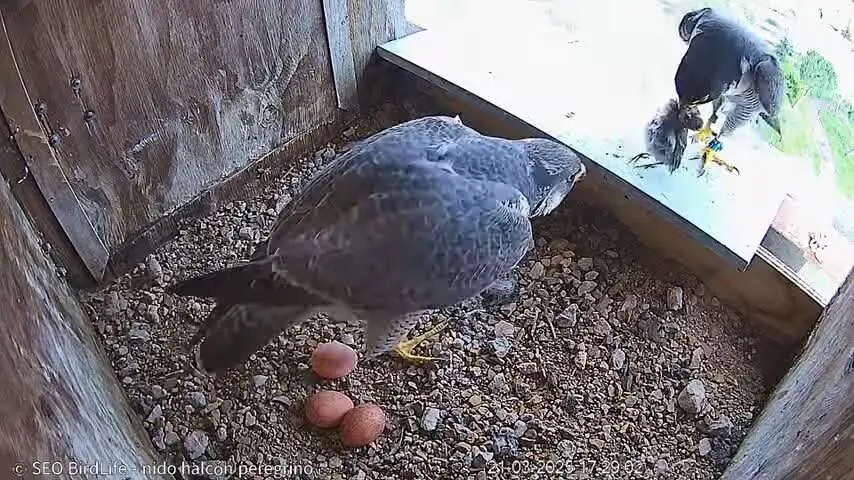 Tromba afianza su dominio en el nido del halcón peregrino de Zamora con la puesta de su tercer huevo