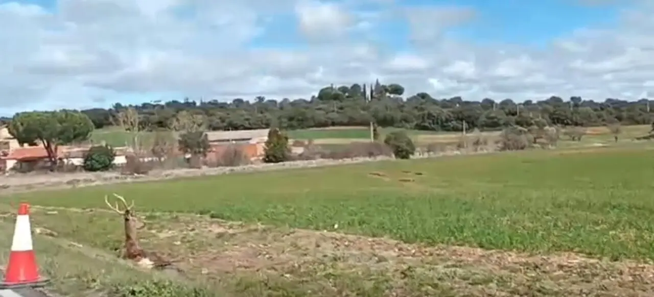 Ciervo en Cuneta