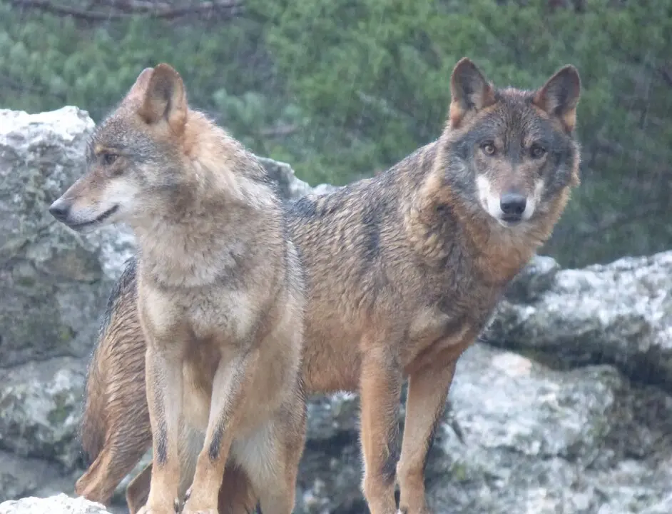 lobos en Robledo