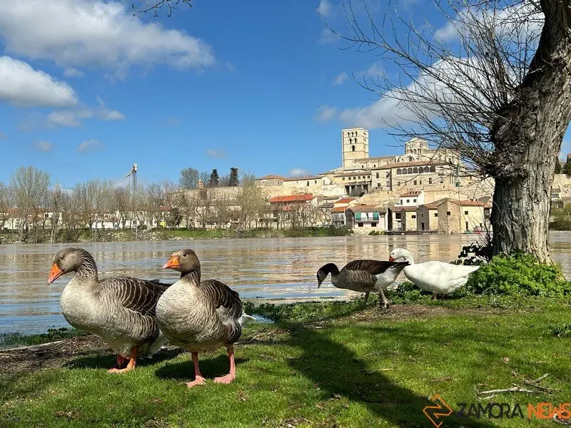 día soleado en Zamora 