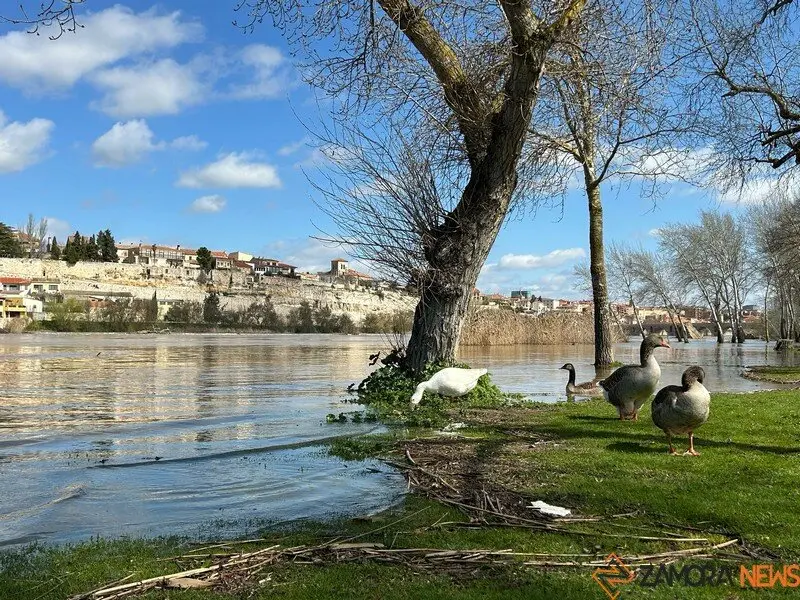 El Duero a su paso por Zamora _2