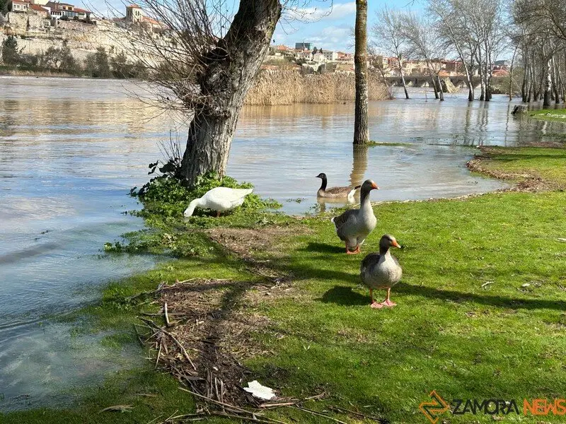 El Duero a su paso por Zamora _5