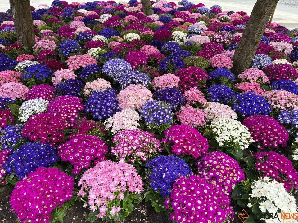 flores2