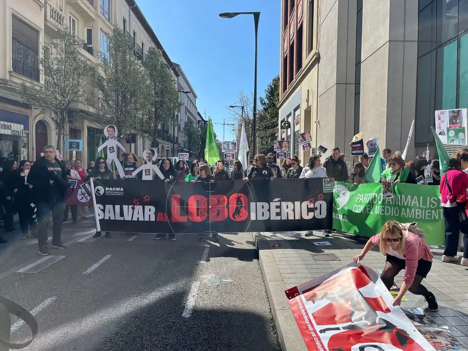 Valladolid se moviliza en defensa del lobo ibérico PACMA exige al Gobierno que recupere su protección