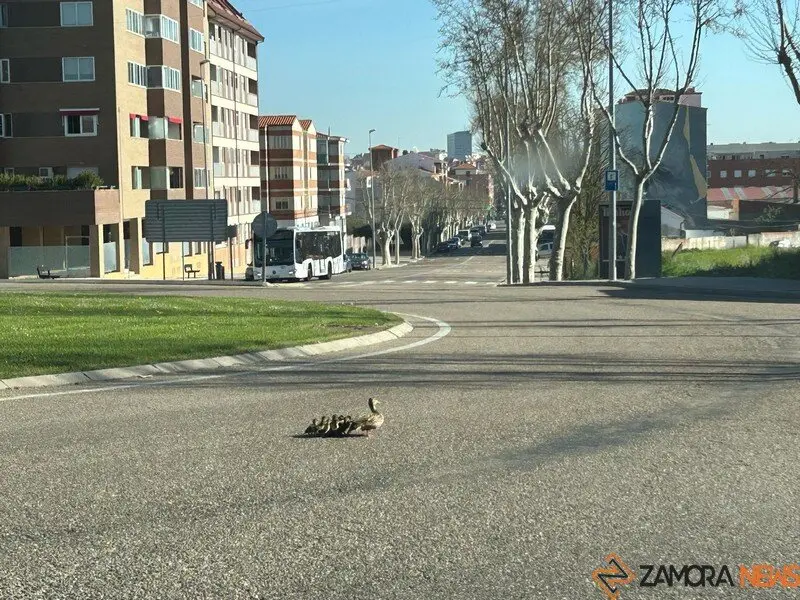 familia de patitos por Zamora _9