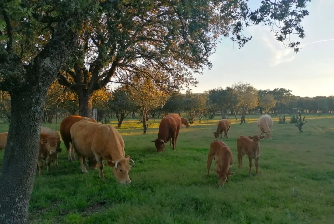 vacas grisuela