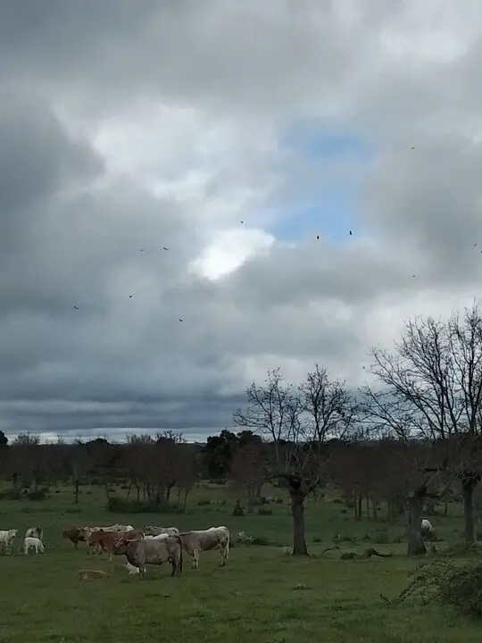 vacas